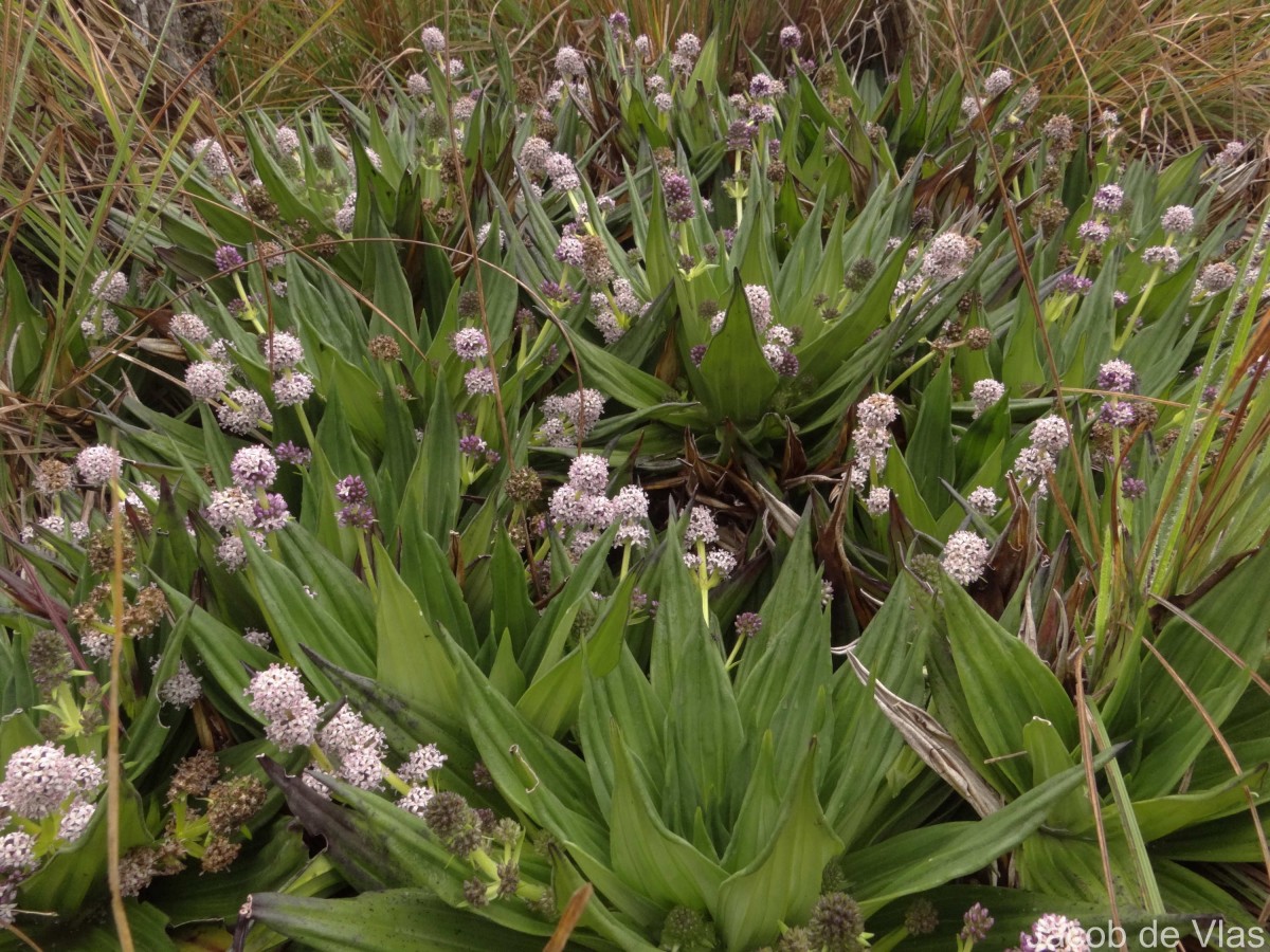 Hedyotis plantaginifolia Arn.